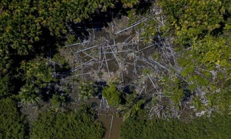 متعهد شدن بیش از صد کشور برای توقف جنگل‌زدایی