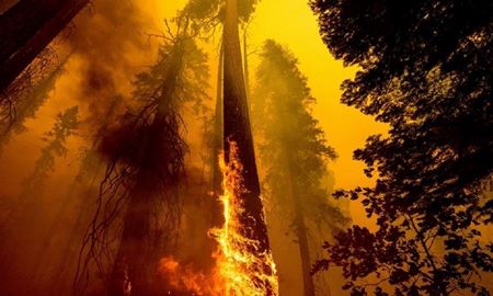 از بین رفتن بیش از 3 هزار درخت سکویا در آتش‌سوزی کالیفرنیا