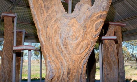 بومیان استرالیا خواستار بازگشت درختان حکاکی‌شده باستانی