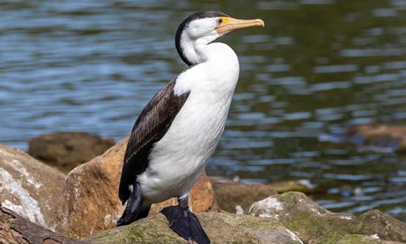 کاهش تعداد پرندگان آبی در شرق استرالیا به کمترین میزان در 40 سال
