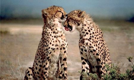 هشدار سازمان‌ محیط‌ زیست برای انقراض یوز ایرانی