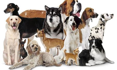 آیا سگ‌ها پس از انقراض نسل بشر می‌توانند زنده بمانند؟