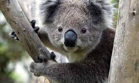 کوآلاها به لیست حیوانات در معرض انقراض استرالیا قرار اضافه می‌شوند