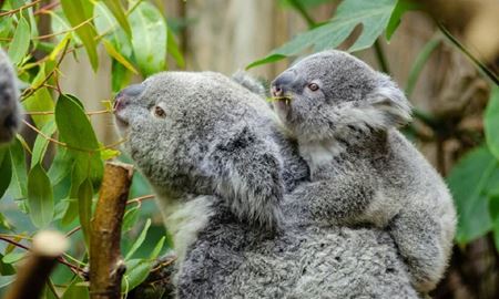 کدام حیوانات در استرالیا در معرض خطر انقراض هستند؟