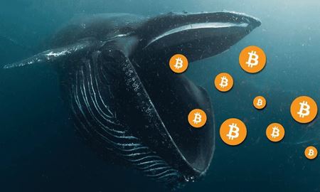 نهنگ‌های مجرم 25 میلیارد دلار رمز ارز ذخیره کرده‌اند