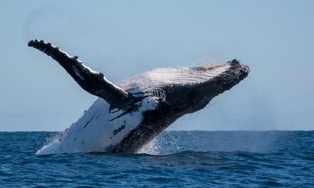افزایش تعداد نهنگ‌های گوژپشت استرالیایی و رفع خطر انقراض
