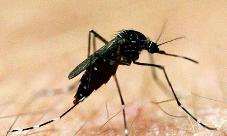 فوت یک نفر بر اثر ویروس آنسفالیت ژاپنی در استرالیا