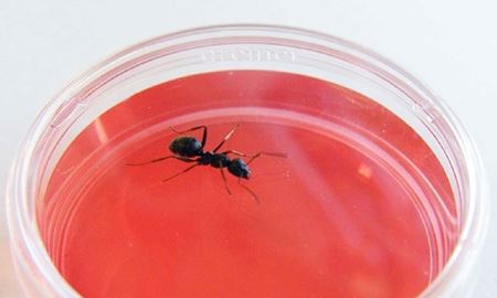 تشخیص سرطان با مورچه‌های آموزش‌دیده