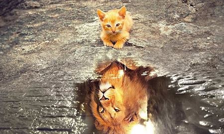 اثر هورمون عشق در کاهش خوی وحشی‌گری شیرها