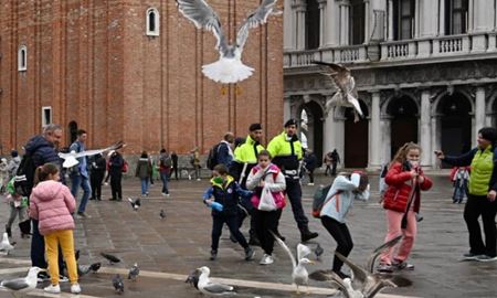 استفاده از تفنگ آب‌پاش علیه مرغان دریایی در ونیز