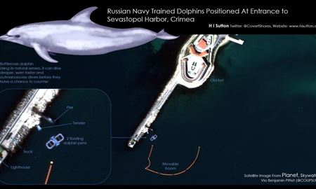 استفاده روس‌ها از دلفین‌ها در جنگ با اوکراین