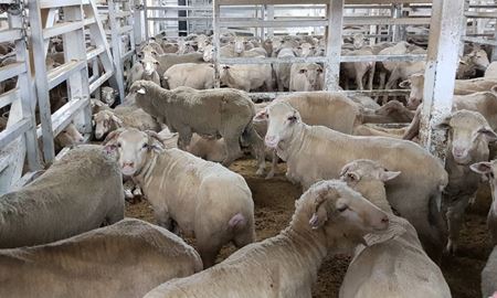 توقف صادرات گوسفند زنده از استرالیا با پیروزی آلبانیز در انتخابات