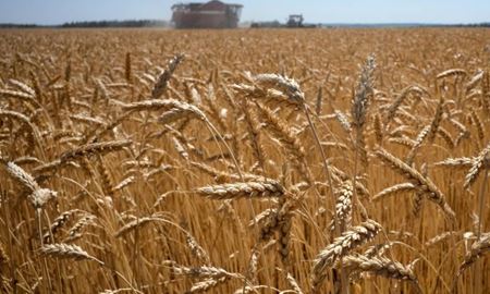 واردات پنج میلیون تن گندم از روسیه توسط ایران