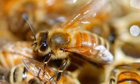 نفوذ ویروس کشنده به کلنی زنبورهای عسل در سراسر جهان