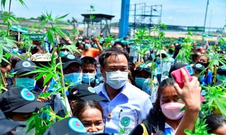 توزیع رایگان یک میلیون شاخه شاهدانه بین مردم تایلند