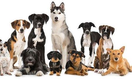 گران‌ترین نژادهای سگ‌ در جهان