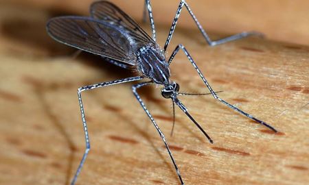 بدن‌های آلوده به ویروس برای پشه‌ها جذاب‌ترند