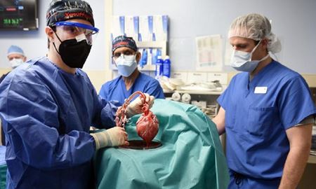 پیوند موفق قلب خوک مهندسی ژنتیکی شده به افرادی با مرگ مغزی