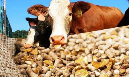 تشدید فشارها برای بستن مرزهای استرالیا با اندونزی