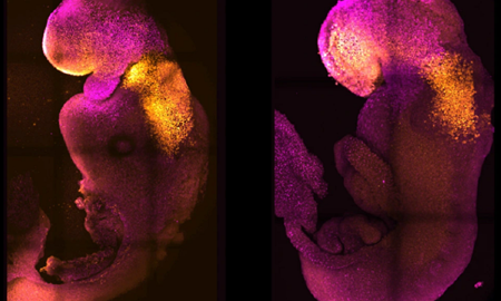ساخت جنین مصنوعی موش بدون نیاز به اسپرم و لقاح تخمک