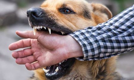 11 هزار دلار حداقل جریمه برای صاحبان سگ‌هایی که به دیگران حمله کنند