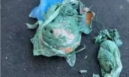 رها شدن سر یک خوک بیرون مسجد گلدکوست در  کوئینزلند استرالیا