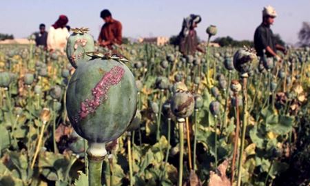 رشد ۵۰ درصدی قیمت تریاک با تسلط طالبان بر افغانستان