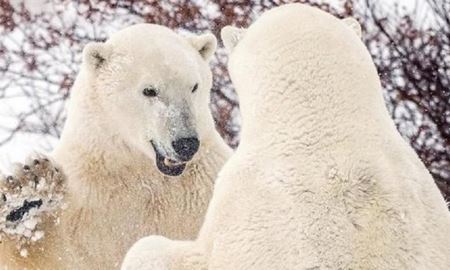 کاهش 27 درصد جمعیت خرس‌های قطبی در کانادا