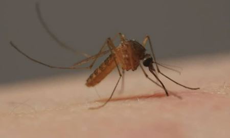 افزایش جمعیت پشه‌های آلوده به آنسفالیت موری ولی در ایالت ویکتوریای استرالیا