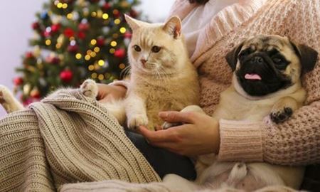 محبوب‌ترین سگ‌ها و گربه‌های خانگی استرالیا در سال 2022 