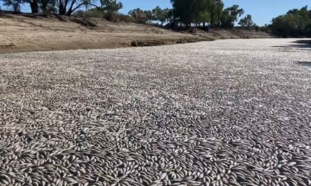 تلف شدن میلیون‌ها ماهی در ایالت نیوساوت ولز استرالیا