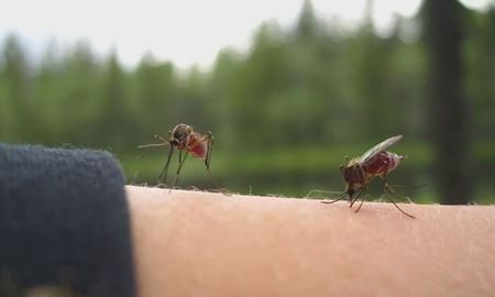 مرگ یک کودک بر اثر ابتلا به آنسفالیت موری ولی در ایالت استرالیای غربی