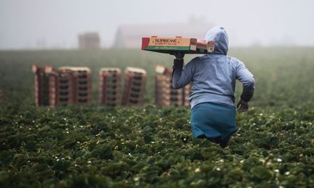 تلاش دولت استرالیا برای پایان دادن به بحران استثمار کارگران مهاجر