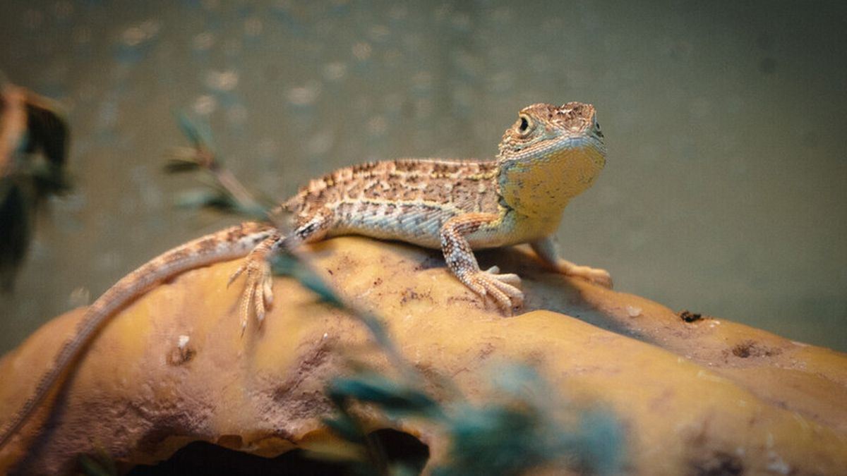 media.news.imagealternatetextformat.details