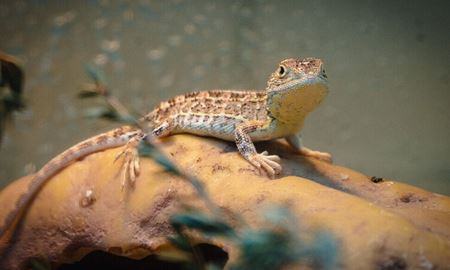 اژدهای بدون گوش استرالیا هنوز منقرض نشده