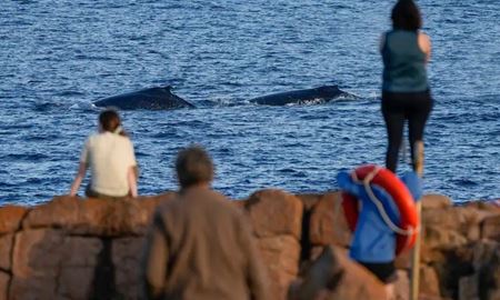 بهترین مکان‌های استرالیا برای تماشای کوچ نهنگ‌ها کجاست؟