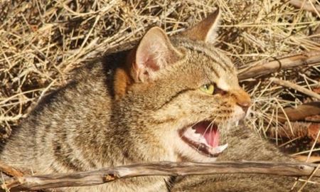 ۷.۶میلیون دلار برای معدوم کردن گربه‌های وحشی در استرالیای غربی