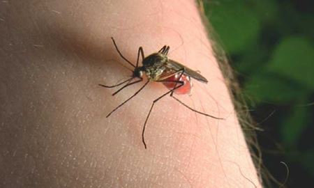 چرا پشه‌ها برخی افراد را بیشتر نیش می‌زنند‌؟