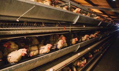 تولید تخم مرغ در قفس تا سال 2036 در استرالیا متوقف می‌شود