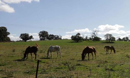 تلف شدن اسرارآمیز 10 راس اسب در سه ملک جداگانه در ویکتوریا