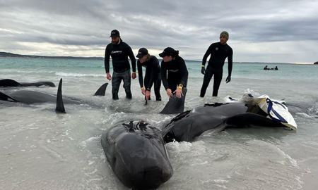 خودکشی دسته جمعی 51 نهنگ در استرالیا