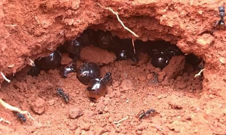 کشف جدید دانشمندان استرالیایی؛ تولید آنتی‌بیوتیک‌های جدید با شهد مورچه‌های عسلی
