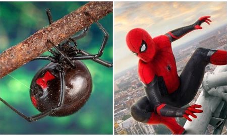 رویای تبدیل شدن به «مرد عنکبوتی»، پسر بولیویایی را راهی بیمارستان کرد!