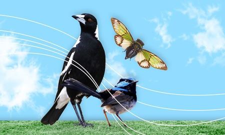 رای بالا به یک کلاغ به عنوان خوش‌آوازترین حیوان استرالیا!