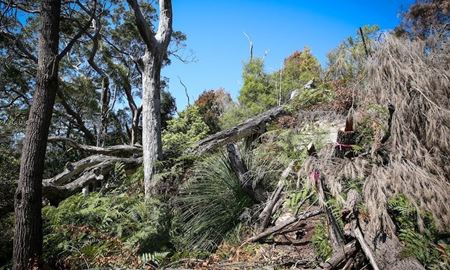 تعیین پاداش برای یافتن عامل نابودی درختان کسل کاو سیدنی