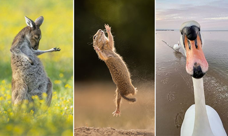بامزه‌ترین تصاویر در فینال مسابقه عکاسی کمدی حیات وحش 2023 برگزیده شدند