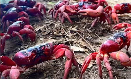 میلیون‌ها خرچنگ قرمز جزیره کریسمس در استرالیا را گل‌گون کرده‌اند