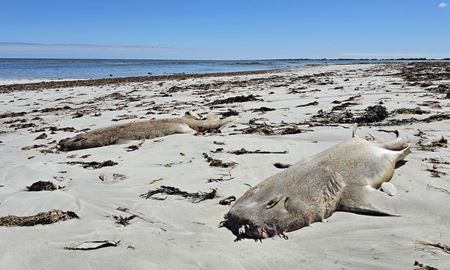 کشف لاشه ده‌ها جانور دریایی در سواحل استرالیای جنوبی
