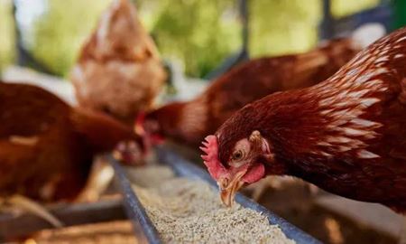 رد پای آنفلوانزای پرندگان در سه مزرعه مرغداری استرالیا