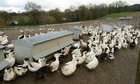 شناسایی ششمین مزرعه آلوده به ویروس آنفلوانزای پرندگان در  ویکتوریا